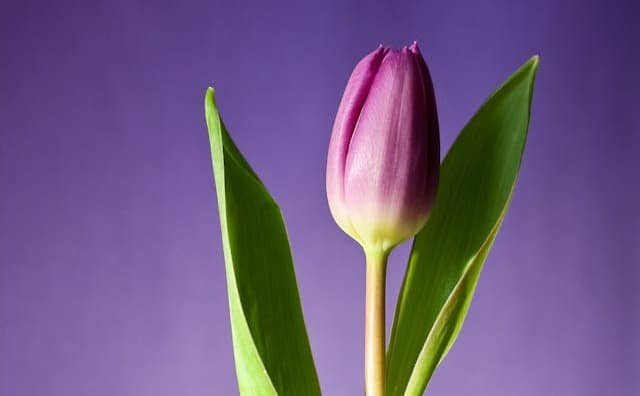 Pourquoi rêver de tulipes en islam ?