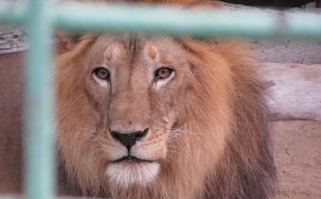 Pourquoi rêver d'un lion en cage ?