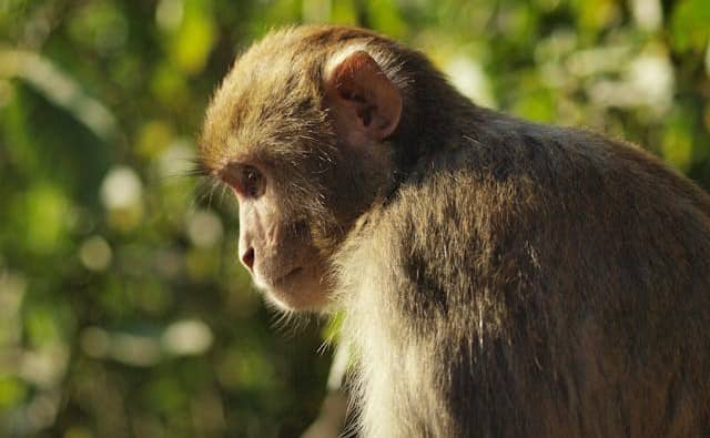 Pourquoi rêver de macaque ?