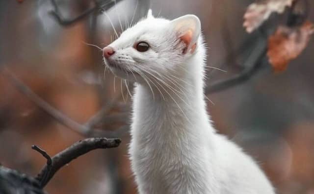 Une belette blanche dans un rêve : 