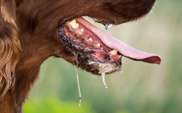 Pourquoi rêver de bave de chien ?