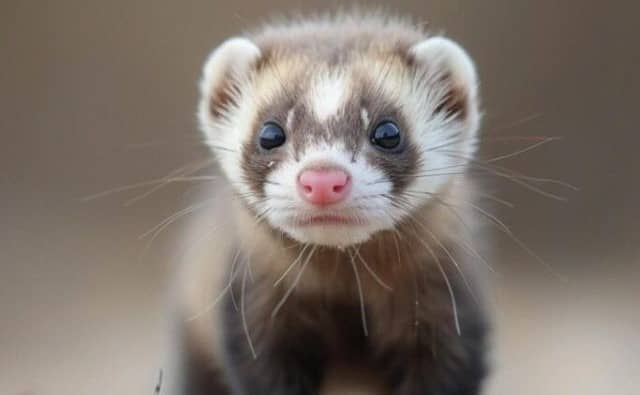 Pourquoi rêver de furet ?