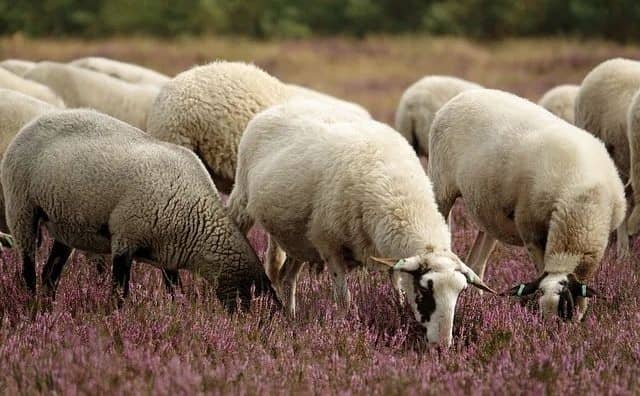 Pourquoi rêver de moutons en liberté ?