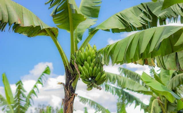 Pourquoi rêver de bananier ?