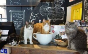 Rêver de bar à chats : Significations et interprétations