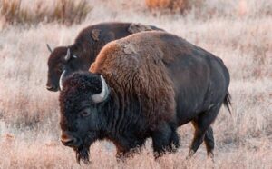 Pourquoi rêver de bison ?
