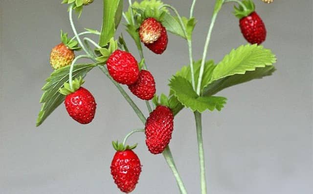 Rêver de fraises des bois interprétation signification :