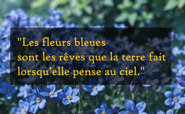 Citation : fleurs bleues