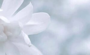 Pourquoi rêver de blanc ?