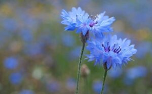Pourquoi rêver de bleuets ?
