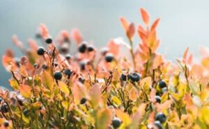 Rêver de buisson : signification et interprétations