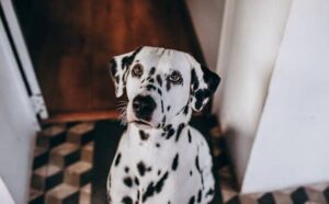 Rêver de dalmatien : signification et interprétations