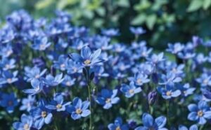 Pourquoi rêver de fleurs bleues ?