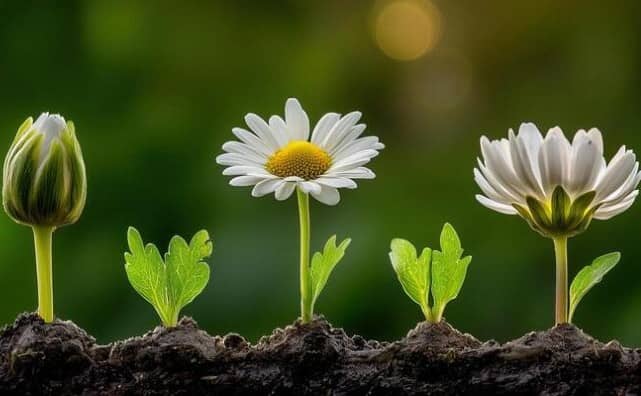 Rêver de fleurs qui poussent : signification et interprétations
