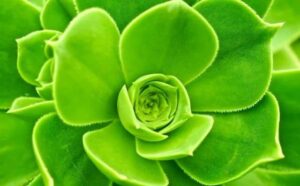 Rêver de fleurs vertes : signification et interprétations