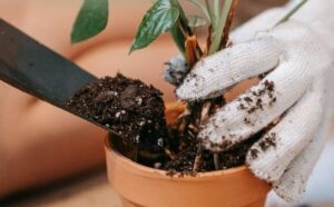 Pourquoi rêver de jarninage ?