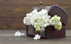 Rêver de lilas blancs : signification et interprétations