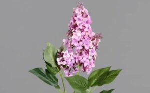 Rêver de lilas roses : signification et interprétations
