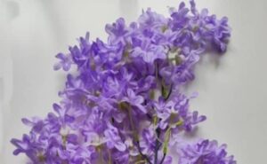 Rêver de lilas violets : signification et interprétations