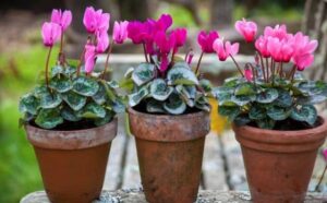 Rêver de pots de fleurs : signification et interprétations