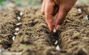 Rêver de semer des graines : signification et interprétations