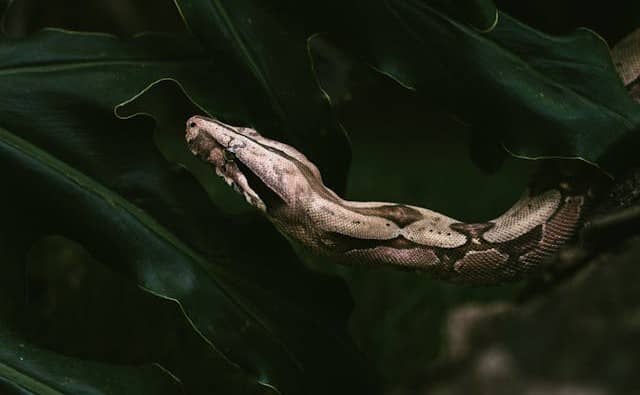 Rêver de Boa : signification et interprétations