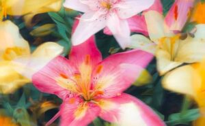 Rêver de lys colorés : signification et interprétations