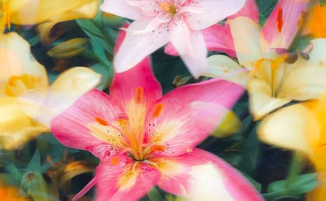 Rêver de lys colorés : signification et interprétations
