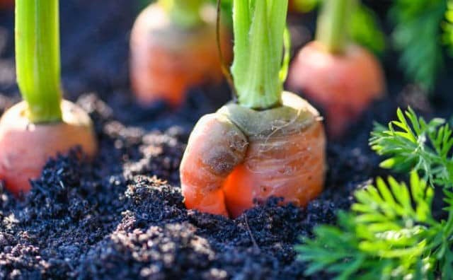 pourquoi rêver de planter des carottes ?