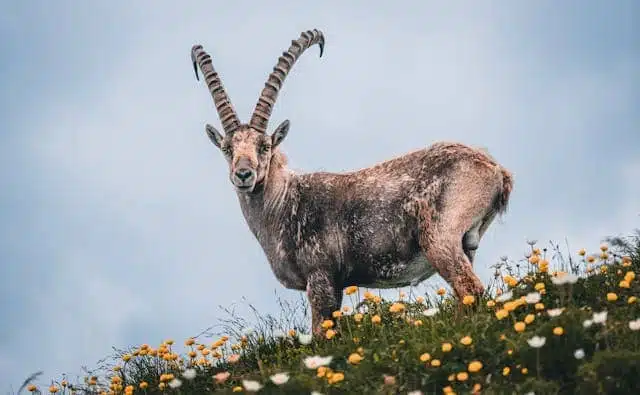 Pourquoi rêver de bouquetin ?