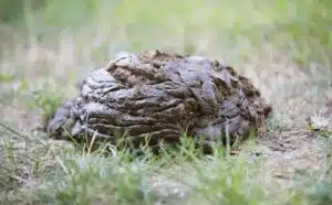 Pourquoi rêver de bouse ?