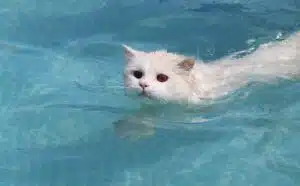 Pourquoi rêver de chat qui nage ?