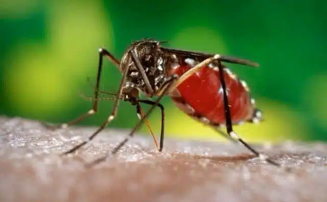 Pourquoi rêver de dengue ?
