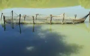 Pourquoi rêver d’un filet de pêche ?