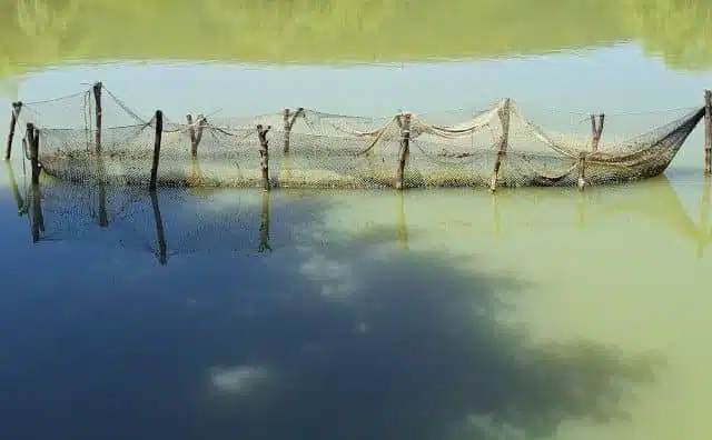 Pourquoi rêver d’un filet de pêche ?