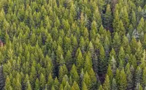 Pourquoi rêver de forêt verte ?