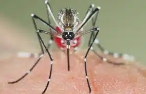 Pourquoi rêver de piqûre de moustique ?