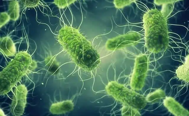 Pourquoi rêver de salmonelle ?