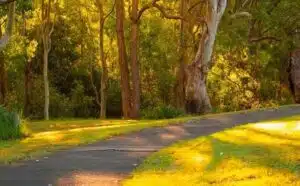 Pourquoi rêver d’un sentier de forêt ?