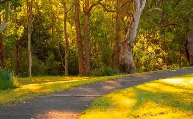 Pourquoi rêver d’un sentier de forêt ?