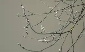 Pourquoi rêver de bourgeons ?
