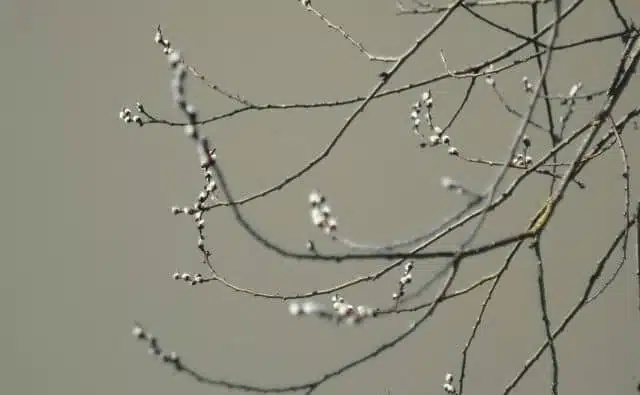Pourquoi rêver de bourgeons ?