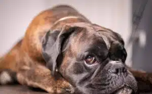 Pourquoi rêver d'un chien boxer ?