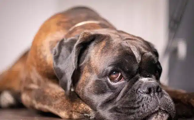 Pourquoi rêver d'un chien boxer ?