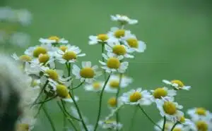 Pourquoi rêver de camomille ?