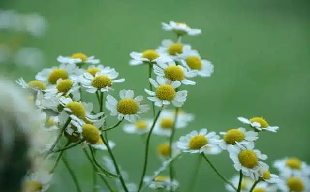 Pourquoi rêver de camomille ?