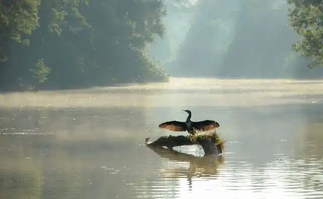 Pourquoi rêver d'un cormoran ?