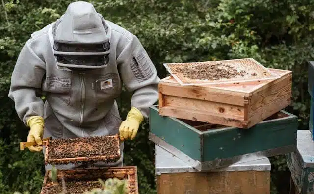 Pourquoi rêver de ruche ?