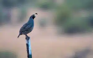 Pourquoi rêver de caille ?