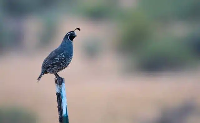 Pourquoi rêver de caille ?